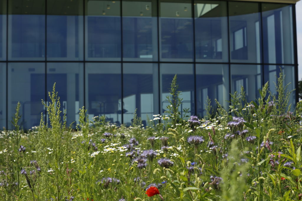 Duurzame tuin wehkamp wint landelijke Heem-prijs